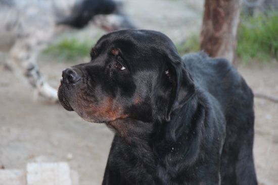Romeo