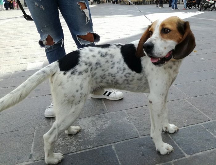 Sebastiano