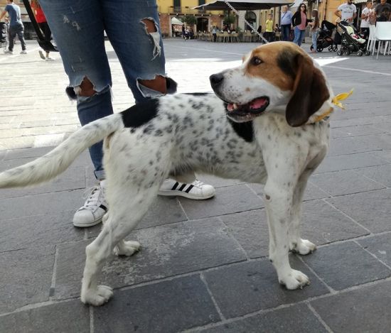 Sebastiano