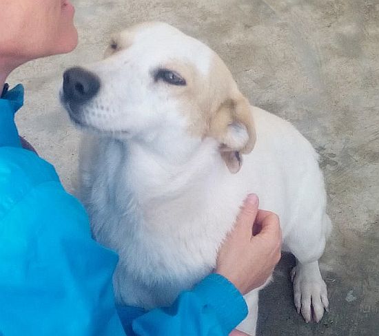 Snoopy