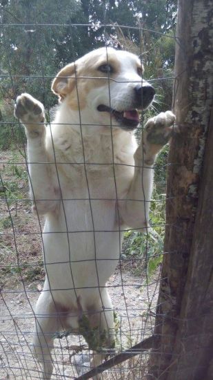 Snoopy