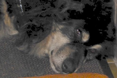 Thor