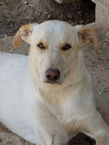 Yoghi