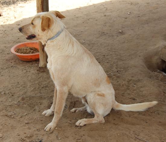 Yoghi