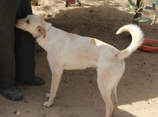Yoghi