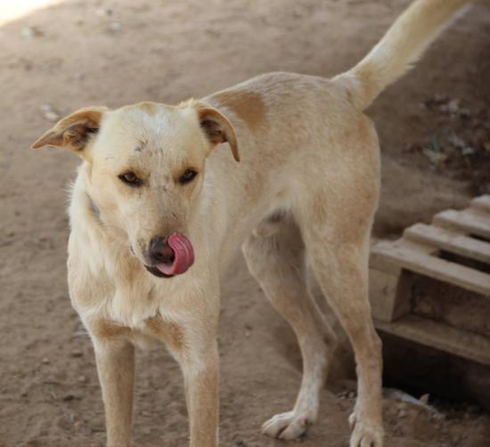 Yoghi