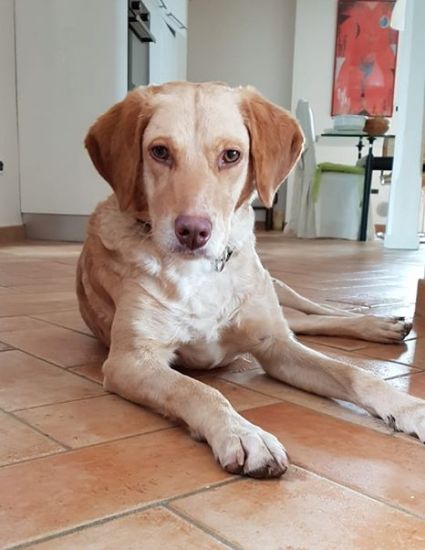 Carlos