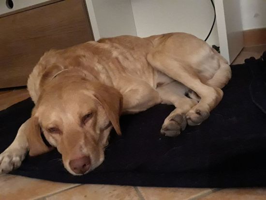Carlos