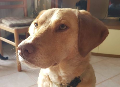 Carlos