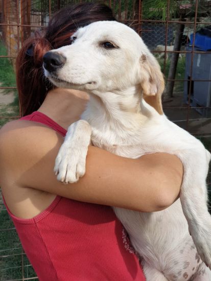 Gemma