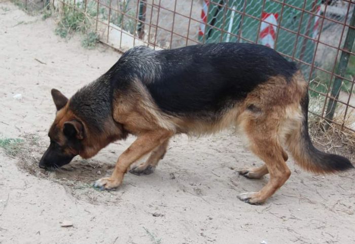 Laika