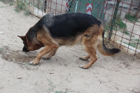 Laika