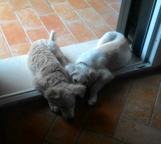 Noah und Noel