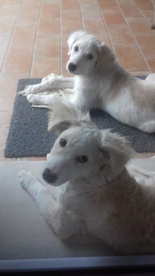 Noah und Noel