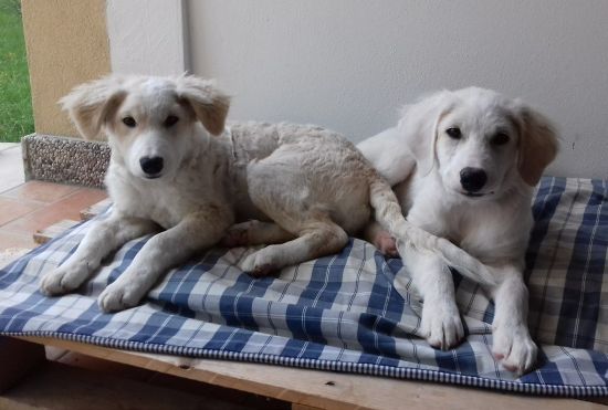 Noah und Noel