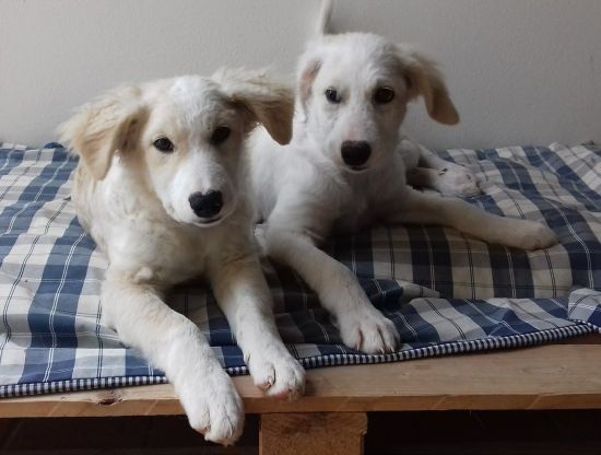 Noah und Noel