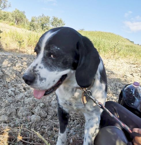 Peppino