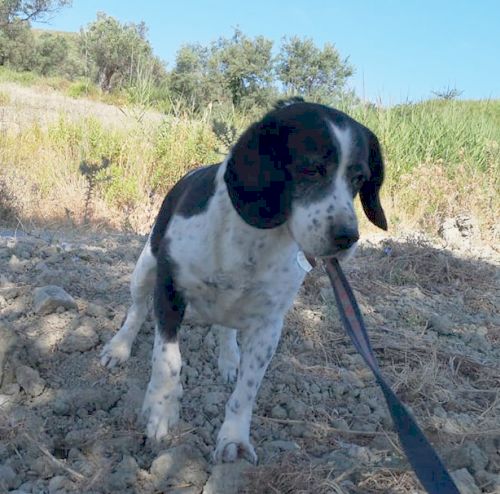 Peppino