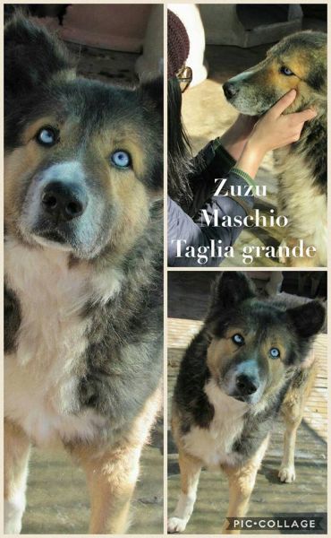Zuzu