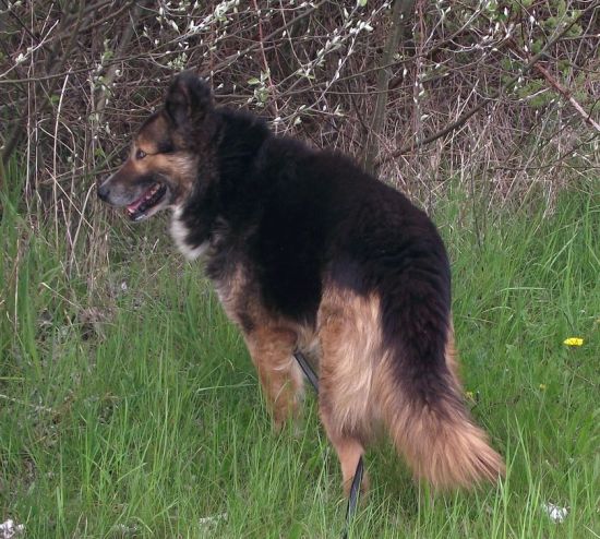 Zuzu