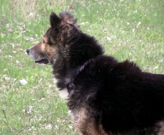 Zuzu