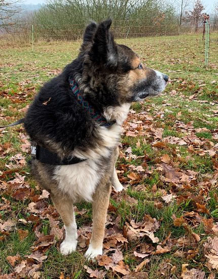 Zuzu