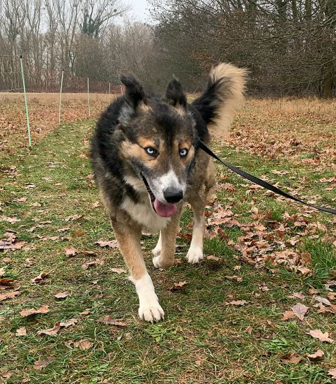 Zuzu
