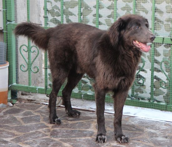 Attila
