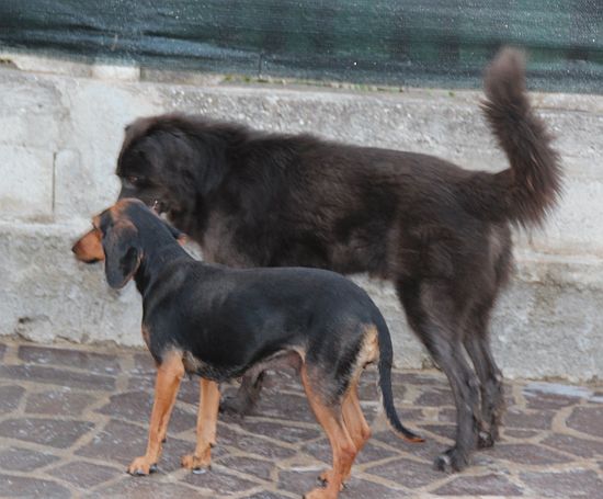 Attila