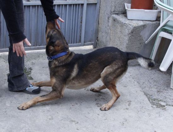 Paquito