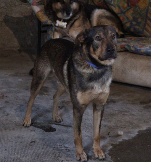 Paquito