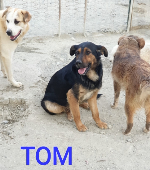 Tom