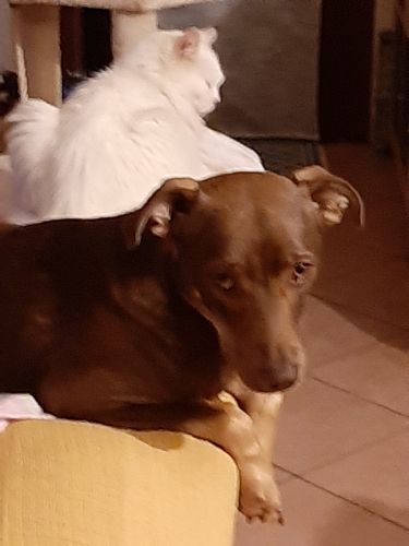 Kuki
