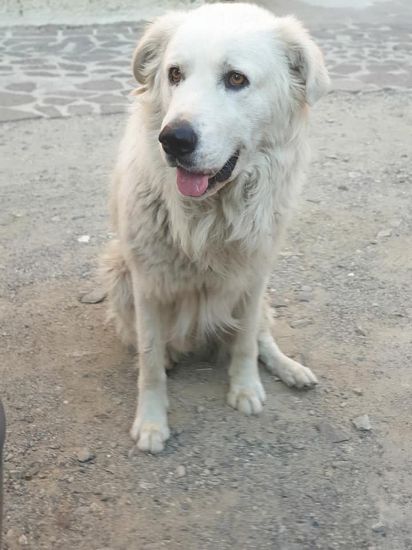 Orso