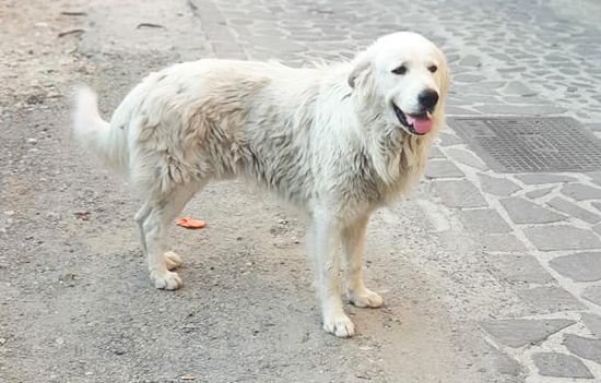 Orso