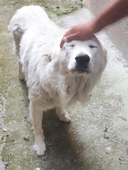 Orso