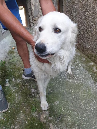 Orso
