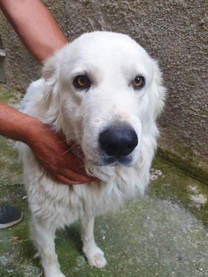 Orso