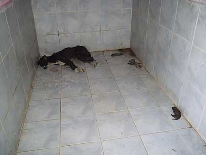 Foto Straßenhund
