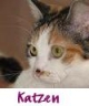 Katzen